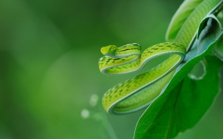 ASIAN VINE SNAKE