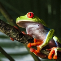 RED EYED TREE FROG