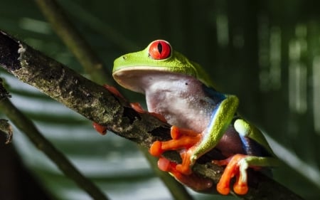 RED EYED TREE FROG - EYED, RED, TREE, FROG