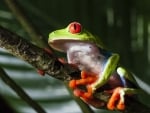 RED EYED TREE FROG