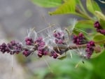 LILAC BUDS WITH DANDYLIONS