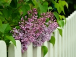 LILACS ALONG THE FENCE