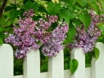 LILACS ALONG THE FENCE