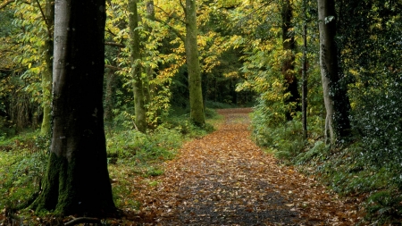 forest lane - fun, trees, nature, lane, forest, cool