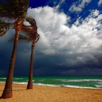 Palm Trees on the Shore