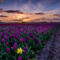 Sunset Over the Tulips Field