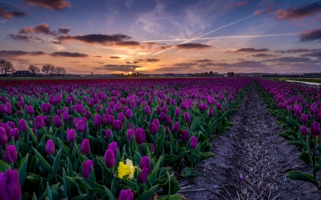 Sunset Over the Tulips Field