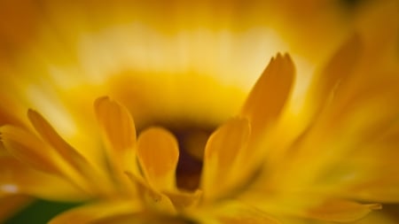 Yellow one - one, yellow, flower, petals