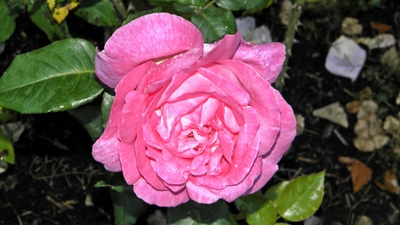 Pink Rose - amazon, rose, pink, beautiful