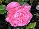 Pink Rose