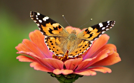 BUTTERFLY - FLOWER, STEM, WINGS, PETALS