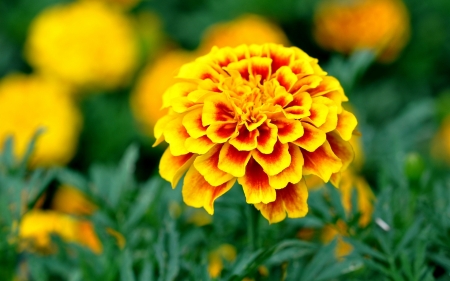 MARIGOLDS - leaves, stems, petals, colors