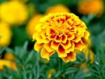 MARIGOLDS