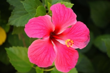 HIBISCUS - leaves, petals, pink, green