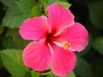 HIBISCUS