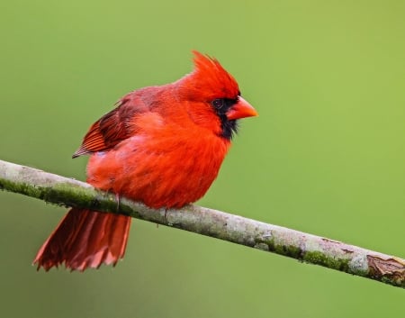 CARDINAL - wings, limb, feathers, red