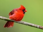 CARDINAL