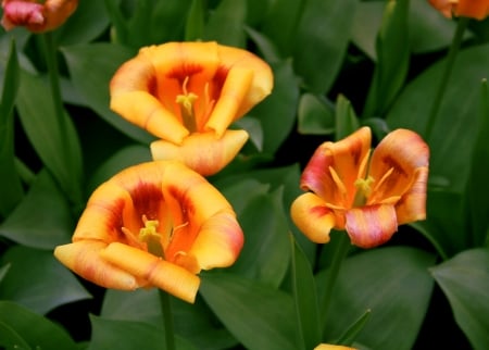 LILLIES - leaves, orange, petals, green