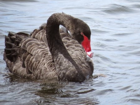 SWAN - WAVES, WINGS, FEATHERS, WATER