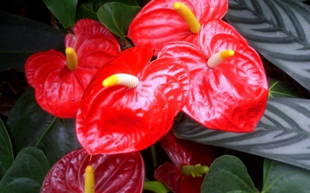 ANTHURIUM - red, leaves, petals, green