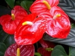 ANTHURIUM