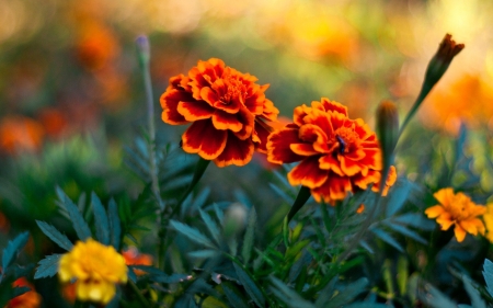 MARIGOLDS - leaves, stems, petals, colors