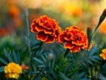 MARIGOLDS