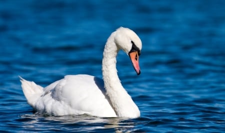 SWAN - wings, water, feathers, waves