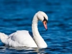 SWAN