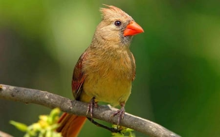 CARDINAL - leaves, wings, limb, feathers