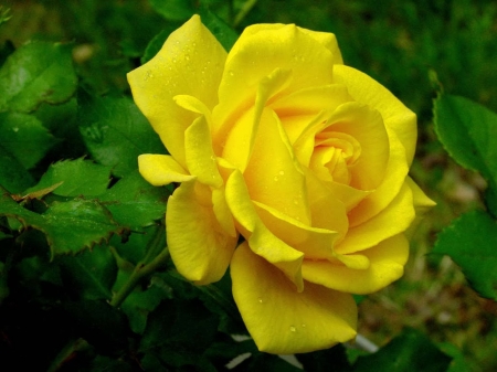 ROSE - leaves, yellow, petals, green