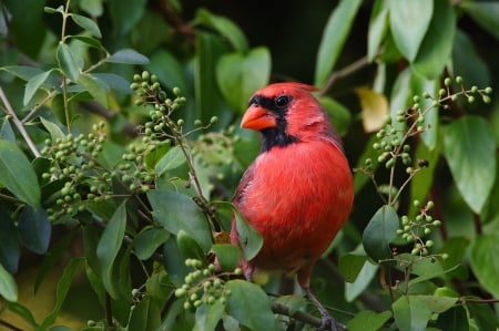 CARDINAL - WINGS, COLORS, FEATHERS, LEAVES