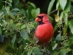 CARDINAL