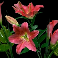 LILLIES