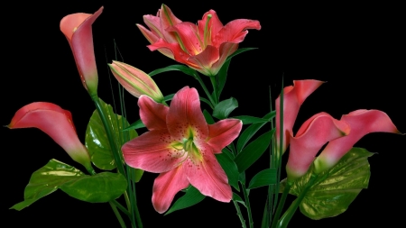 LILLIES - leaves, stems, petals, colors