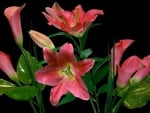 LILLIES