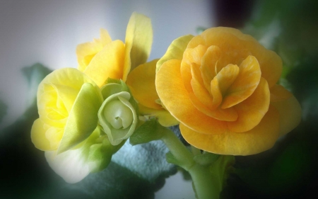 FLOWERS - stems, yellow, petals, green