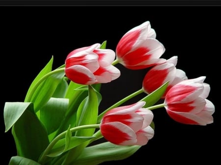 TULIPS - leaves, colors, stems, petals