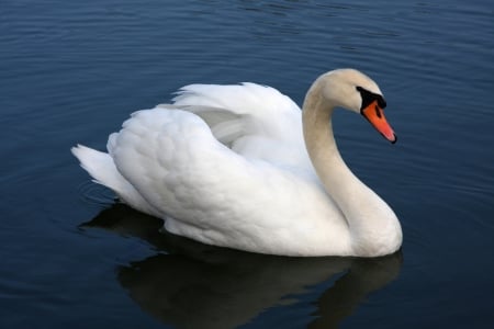 SWAN - wings, water, feathers, waves