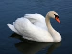 SWAN