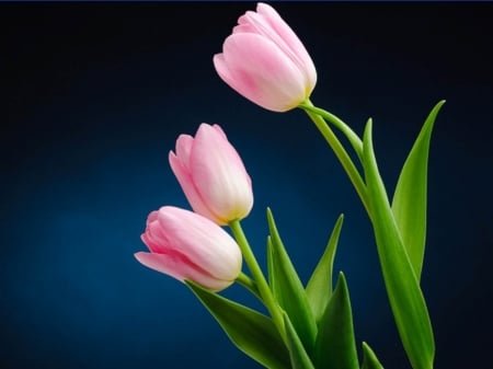 TULIPS - leaves, petals, colors, stem