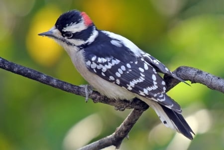 WOODPECKER - wings, colors, limb, feathers