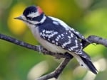 WOODPECKER