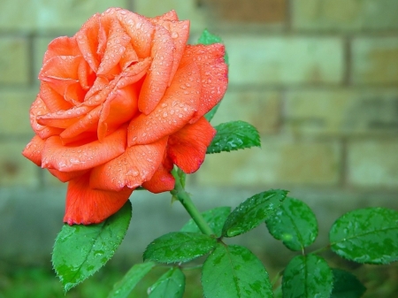 ROSE - leaves, petals, colors, stem