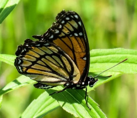 MONARCH - insect, leaves, wings, colors