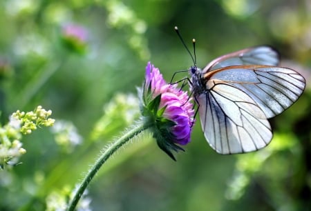 BUTTERFLY - flowers, wings, colors, stem