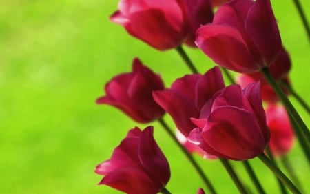 TULIPS - nature, colors, stems, petals