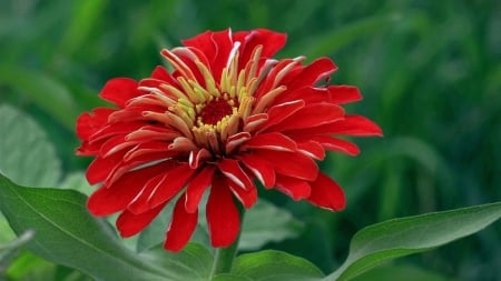 ZINNIA - leaves, petals, colors, stem