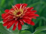 ZINNIA