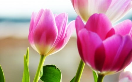 TULIPS - leaves, colors, stems, petals